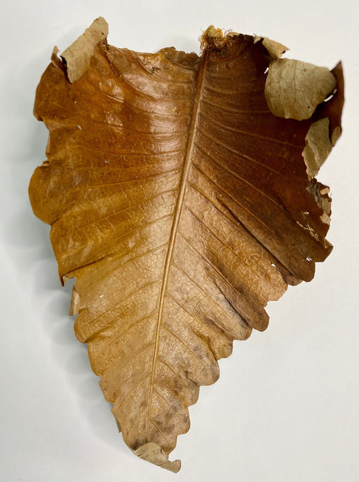 dried oak leaf fern